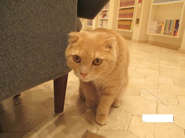 猫カフェモカ　イオンモール幕張新都心店に投稿された画像（2023/10/20）