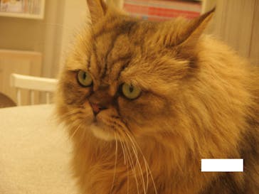 猫カフェモカ　イオンモール幕張新都心店に投稿された画像（2023/10/20）