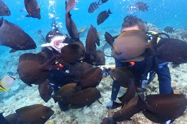 ダイビングショップ　ハイビスカスに投稿された画像（2023/10/20）