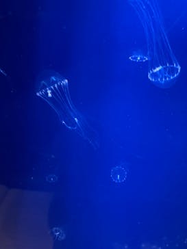 新江ノ島水族館に投稿された画像（2023/10/20）