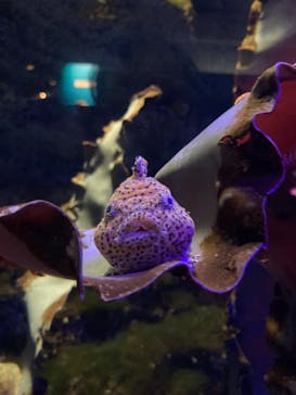 新江ノ島水族館に投稿された画像（2023/10/20）