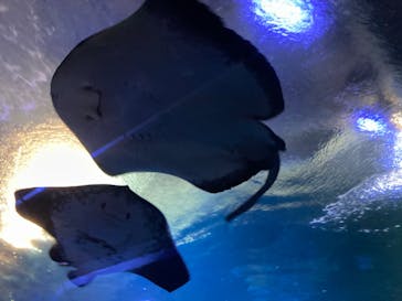 新江ノ島水族館に投稿された画像（2023/10/20）