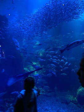 新江ノ島水族館に投稿された画像（2023/10/20）