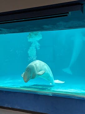 鴨川シーワールドに投稿された画像（2023/10/20）