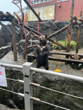 のぼりべつクマ牧場に投稿された画像（2023/10/20）