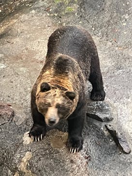 のぼりべつクマ牧場に投稿された画像（2023/10/20）