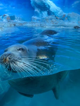 鴨川シーワールドに投稿された画像（2023/10/20）