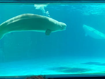 鴨川シーワールドに投稿された画像（2023/10/20）