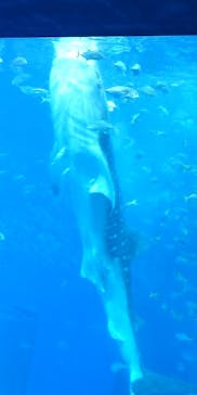 沖縄美ら海水族館に投稿された画像（2023/10/20）