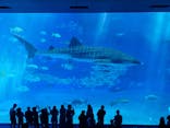 沖縄美ら海水族館に投稿された画像（2023/10/21）