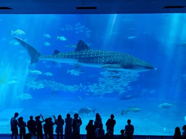 沖縄美ら海水族館に投稿された画像（2023/10/20）