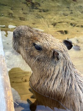 那須どうぶつ王国に投稿された画像（2023/10/21）
