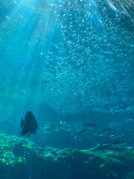 九十九島水族館海きららに投稿された画像（2023/10/21）