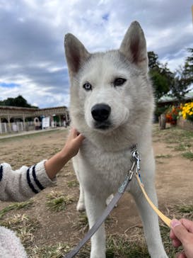 つくばわんわんランドに投稿された画像（2023/10/21）