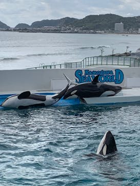 鴨川シーワールドに投稿された画像（2023/10/21）