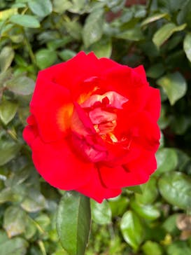 横浜イングリッシュガーデンに投稿された画像（2023/10/21）