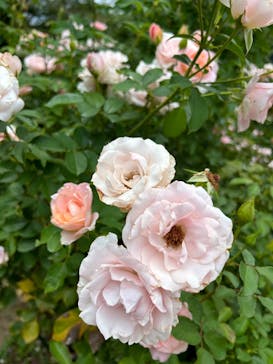 横浜イングリッシュガーデンに投稿された画像（2023/10/21）