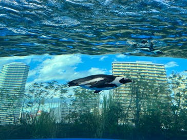 サンシャイン水族館に投稿された画像（2023/10/21）