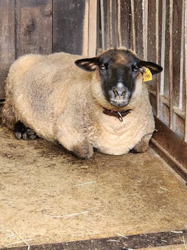 那須サファリパークに投稿された画像（2023/10/21）