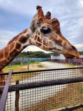 那須サファリパークに投稿された画像（2023/10/21）