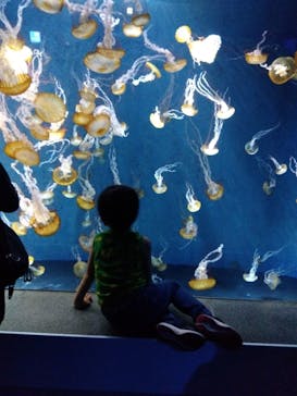 新江ノ島水族館に投稿された画像（2023/10/21）