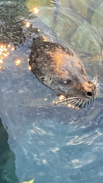 しながわ水族館に投稿された画像（2023/10/21）
