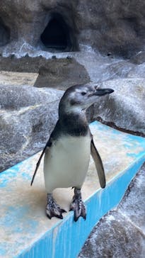しながわ水族館に投稿された画像（2023/10/21）