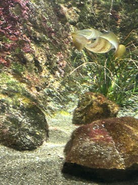 鴨川シーワールドに投稿された画像（2023/10/21）