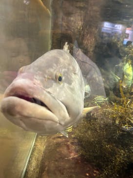 鴨川シーワールドに投稿された画像（2023/10/21）