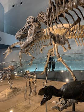 福井県立恐竜博物館に投稿された画像（2023/10/21）