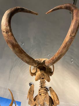 福井県立恐竜博物館に投稿された画像（2023/10/21）