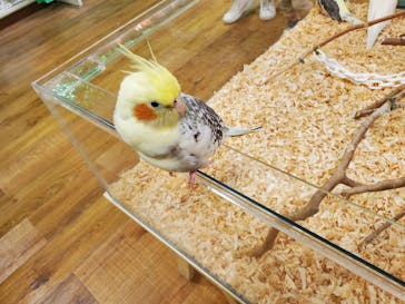 いきもの探検隊湘南に投稿された画像（2023/10/21）