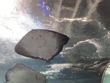 新江ノ島水族館に投稿された画像（2023/10/21）