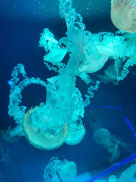 新江ノ島水族館に投稿された画像（2023/10/21）