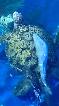 しながわ水族館に投稿された画像（2023/10/21）