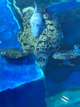 しながわ水族館に投稿された画像（2023/10/21）