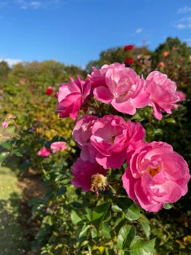 京成バラ園に投稿された画像（2023/10/21）