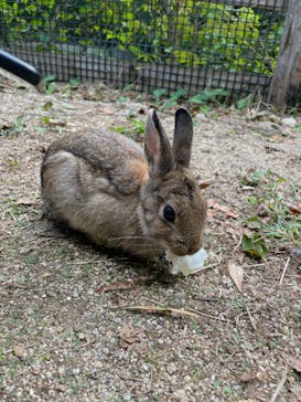 しろとり動物園に投稿された画像（2023/10/21）