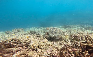 西表島 ADVENTURE PiPi（アドベンチャーピピ）に投稿された画像（2023/10/21）