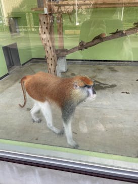 日本モンキーパークに投稿された画像（2023/10/21）