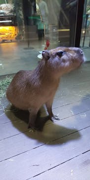 カワスイ 川崎⽔族館に投稿された画像（2023/10/21）