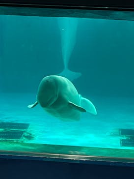 鴨川シーワールドに投稿された画像（2023/10/21）