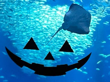 アクアワールド茨城県大洗水族館に投稿された画像（2023/10/21）