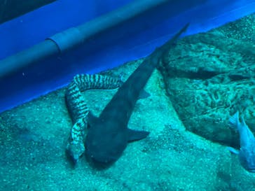 アクアワールド茨城県大洗水族館に投稿された画像（2023/10/21）