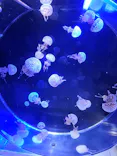 名古屋港水族館に投稿された画像（2023/10/22）