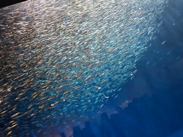 名古屋港水族館に投稿された画像（2023/10/21）