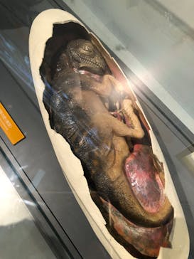 福井県立恐竜博物館に投稿された画像（2023/10/22）