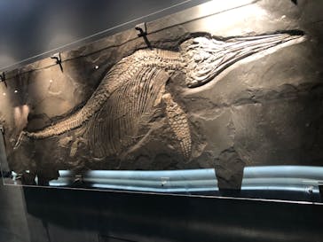 福井県立恐竜博物館に投稿された画像（2023/10/22）