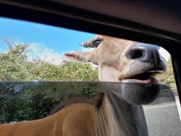 那須サファリパークに投稿された画像（2023/10/22）