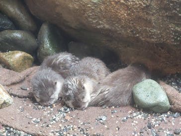 那須どうぶつ王国に投稿された画像（2023/10/22）